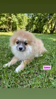 Lenna, a female Pomeranian for sale in San Diego, CA – 4 of 6