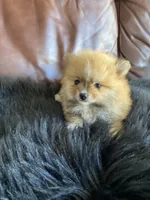 Little Bear, a male Pomeranian for sale in San Diego, CA – 5 of 8
