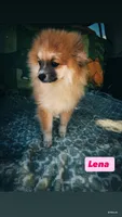 Lenna, a female Pomeranian for sale in San Diego, CA – 6 of 6