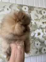 Brigette , a female Pomeranian for sale in San Diego, CA – 7 of 8