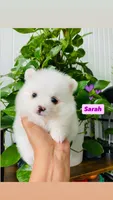 Sarah, a female Pomeranian for sale in San Diego, CA – 3 of 3