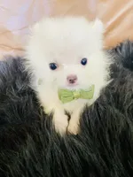 Cody, a male Pomeranian for sale in San Diego, CA – 5 of 7