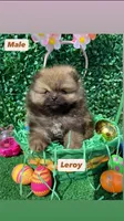 Leroy, a female Pomeranian for sale in San Diego, CA – Photo 2 of 9