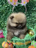 Leroy, a female Pomeranian for sale in San Diego, CA – Photo 5 of 9