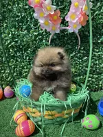 Leroy, a female Pomeranian for sale in San Diego, CA – Photo 8 of 9