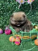 Leroy, a female Pomeranian for sale in San Diego, CA – Photo 9 of 9