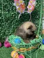 Leroy, a female Pomeranian for sale in San Diego, CA – Photo 7 of 9