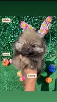 Leroy, a female Pomeranian for sale in San Diego, CA – Photo 1 of 9