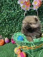 Leroy, a female Pomeranian for sale in San Diego, CA – Photo 6 of 9