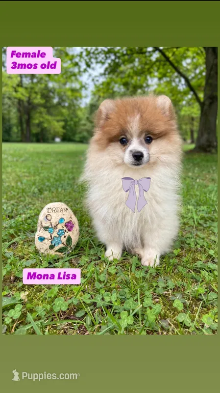 Monalisa  – Pomeranian puppy for sale in San Diego, CA