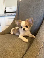 Bimbo, a male Chihuahua for sale in San Diego, CA – 4 of 9