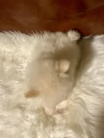 Milan, a male Pomeranian for sale in San Diego, CA – 4 of 4