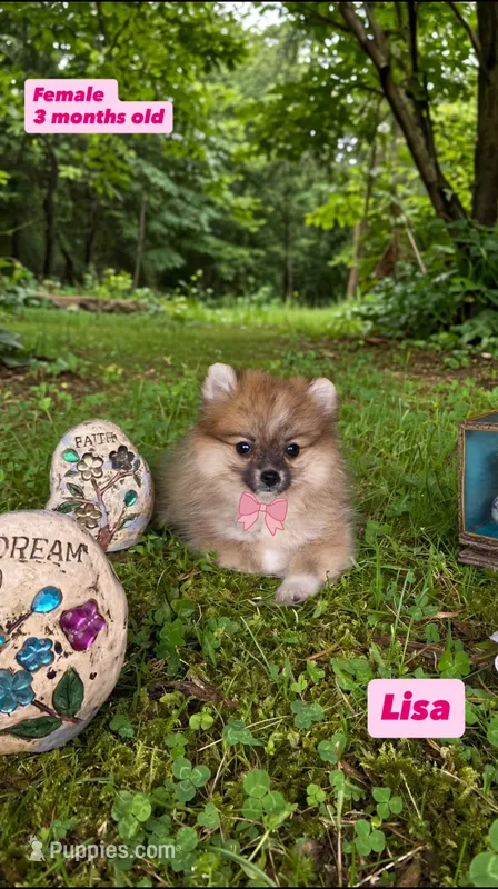 Lisa – Pomeranian puppy for sale in San Diego, CA
