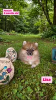 Lisa, a female Pomeranian for sale in San Diego, CA – 1 of 1