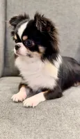 Bimbo, a male Chihuahua for sale in San Diego, CA – 8 of 9