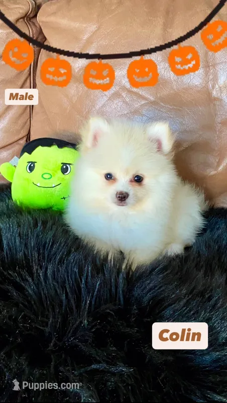 Milan – Pomeranian puppy for sale in San Diego, CA