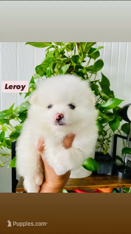 Leroy – Pomeranian puppy for sale in San Diego, CA