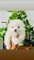 Leroy, a male Pomeranian for sale in San Diego, CA – 1 of 3