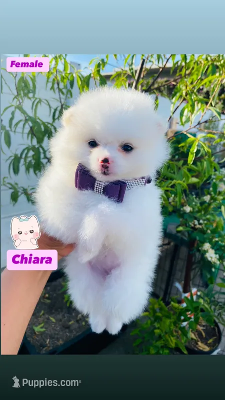 Chiara – Pomeranian puppy for sale in San Diego, CA