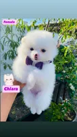 Chiara, a female Pomeranian for sale in San Diego, CA – 1 of 4