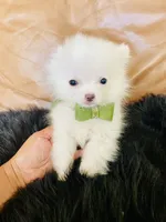 Cody, a male Pomeranian for sale in San Diego, CA – 7 of 7