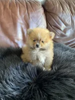 Little Bear, a male Pomeranian for sale in San Diego, CA – 6 of 8