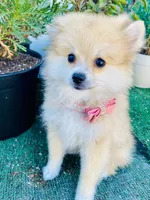 Caterina, a female Pomeranian for sale in San Diego, CA – 5 of 7