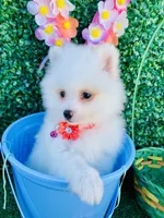 Alissa , a female Pomeranian for sale in San Diego, CA – Photo 4 of 7