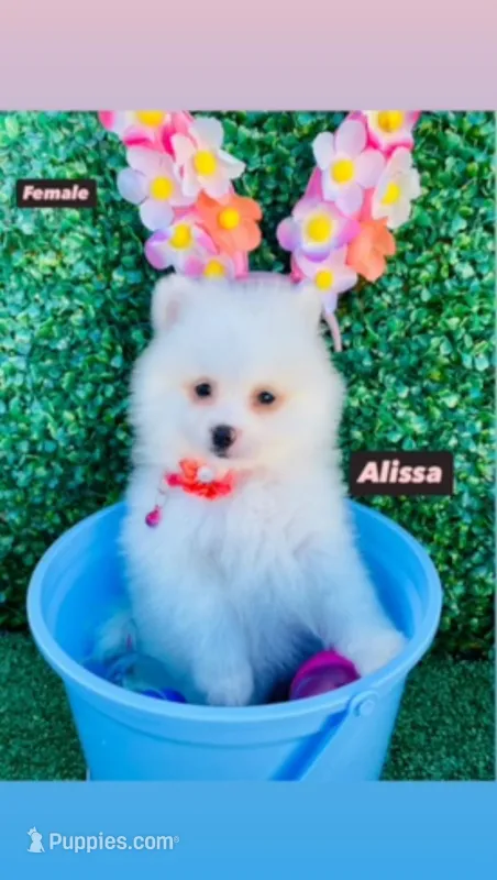 Alissa  – Pomeranian puppy for sale in San Diego, CA