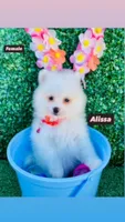 Alissa , a female Pomeranian for sale in San Diego, CA – Photo 1 of 7