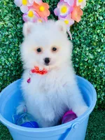 Alissa , a female Pomeranian for sale in San Diego, CA – Photo 5 of 7
