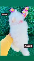 Alissa , a female Pomeranian for sale in San Diego, CA – Photo 3 of 7