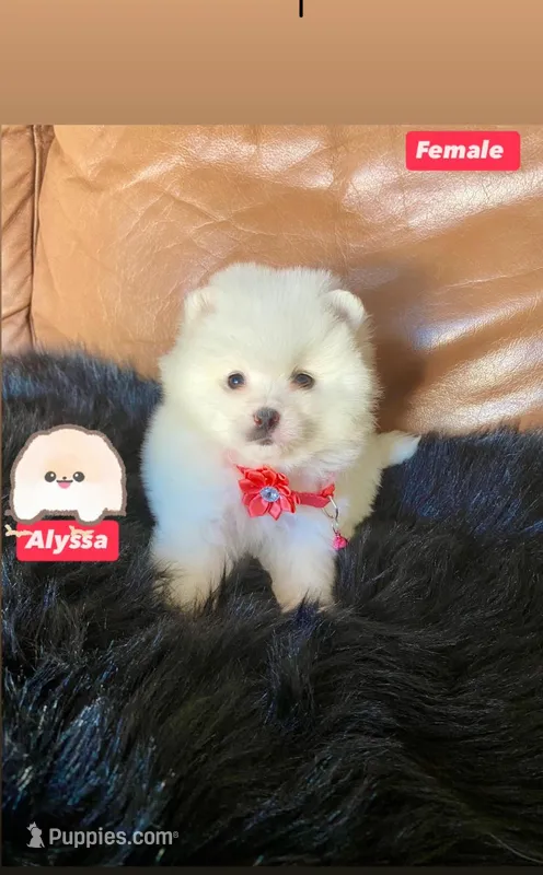 Alissa , a female Pomeranian for sale in San Diego, CA – Photo 1 of 4