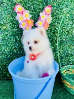 Alissa , a female Pomeranian for sale in San Diego, CA – Photo 7 of 7