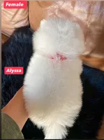 Alissa , a female Pomeranian for sale in San Diego, CA – Photo 2 of 4