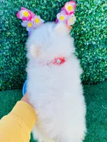 Alissa , a female Pomeranian for sale in San Diego, CA – Photo 6 of 7