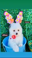 Alissa , a female Pomeranian for sale in San Diego, CA – Photo 2 of 7