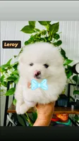 Leroy, a male Pomeranian for sale in San Diego, CA – 3 of 3
