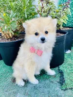 Caterina, a female Pomeranian for sale in San Diego, CA – 4 of 7
