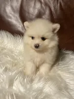 Milan, a male Pomeranian for sale in San Diego, CA – 3 of 4