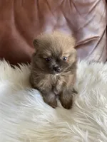 Dior , a female Pomeranian for sale in San Diego, CA – 5 of 7
