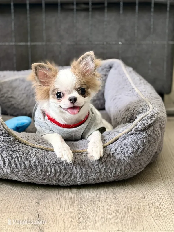 Bimbo – Chihuahua puppy for sale in San Diego, CA