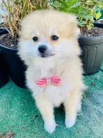 Caterina, a female Pomeranian for sale in San Diego, CA – 6 of 7