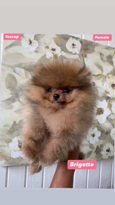 Brigette , a female Pomeranian for sale in San Diego, CA – 8 of 8