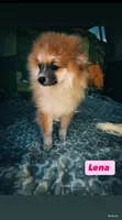 Lenna, a female Pomeranian for sale in San Diego, CA – 5 of 6
