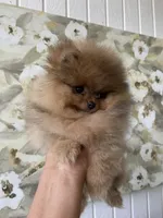Brigette , a female Pomeranian for sale in San Diego, CA – 5 of 8