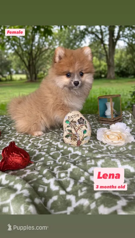 Lenna – Pomeranian puppy for sale in San Diego, CA