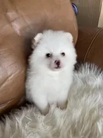 Lenna, a female Pomeranian for sale in San Diego, CA – Photo 8 of 8