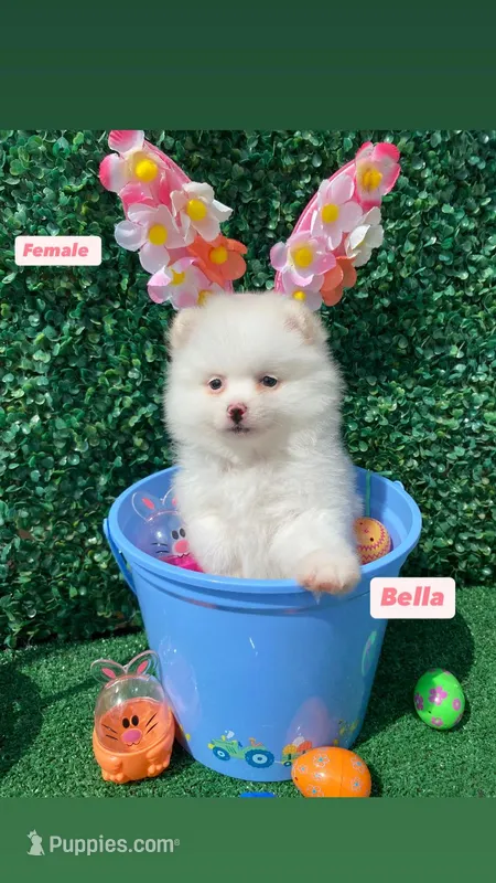 Lenna – Pomeranian puppy for sale in San Diego, CA