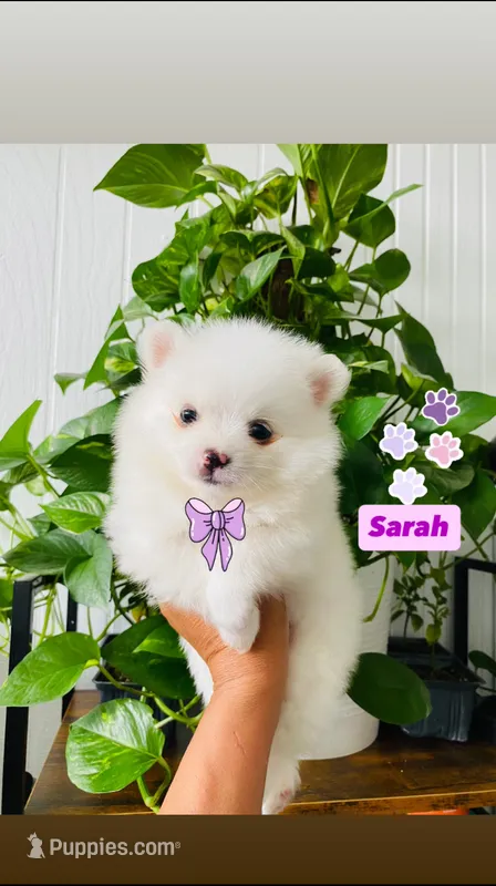 Sarah – Pomeranian puppy for sale in San Diego, CA